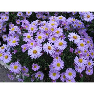 🌟Hạt Giống Hoa Thạch Thảo MiX🌟 Siêu Đẹp Loài Hoa Tượng Trưng Cho Tình Yêu