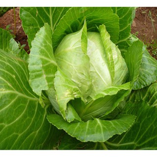 Hạt giống Cải bắp  Rau củ quả trồng tại vườn, sân thượng, nông trang, ban công