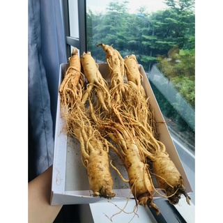 Nhân Sâm nguyên củ Hàn Quốc 1KG Loại to siêu phẩm 6 củ/Kg)