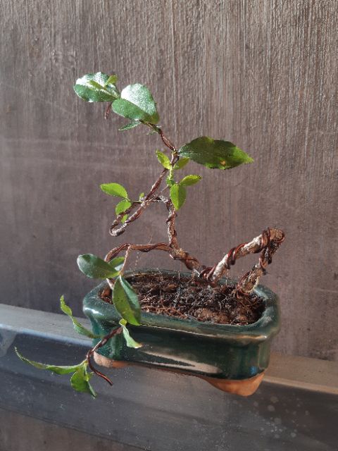 Hồng ngọc mai bonsai siêu mini