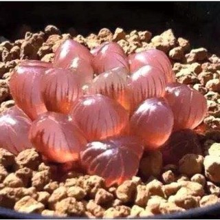 Hạt giống sen đá ngọc gói 200 hạt