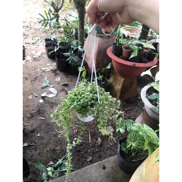 Caykiengsadec nút áo treo - hoa kiểng lá trang trí nội thất cảnh quan sân vườn ngoài trời