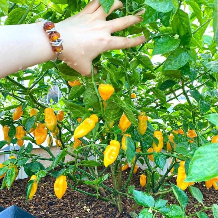 HẠT GIỐNG ỚT SIÊU CAY HABANERO