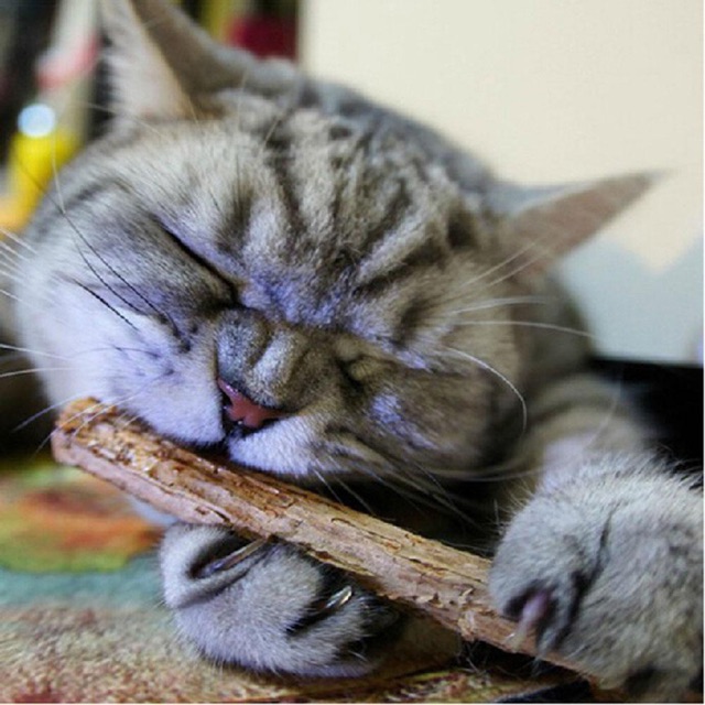 [Mã PET1505 giảm 8% đơn 250K] Set 5 cây gỗ catnip bạc hà cho mèo gặm