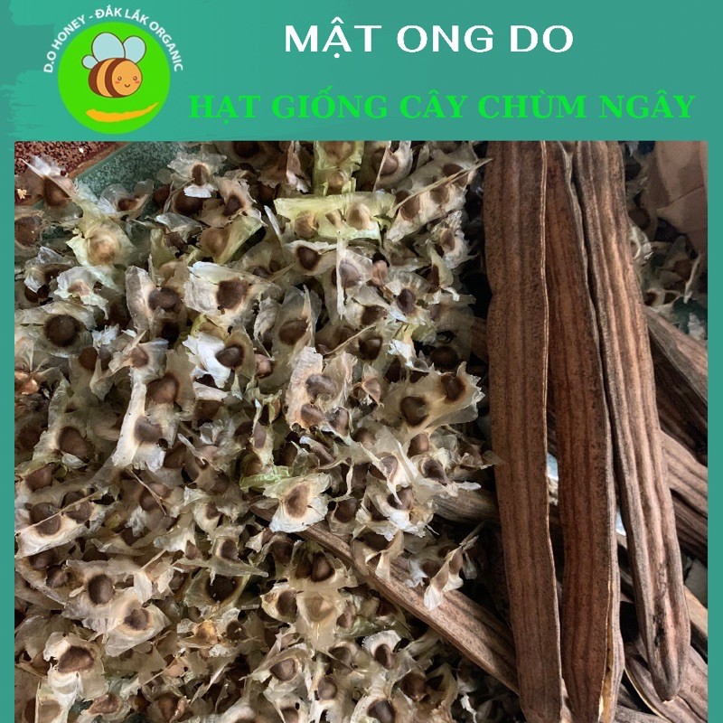 Hạt Giống Cây Chùm Ngây 20 Hạt + Tặng 5 Hạt - Hạt Chùm Ngây Moringa Oleifera