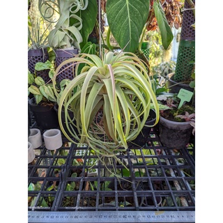 Tillandsia Eric Knobloch, cây không khí, cây tiểu cảnh, bán cạn, dứa, không khí, Bromeliads, công trình, trang trí