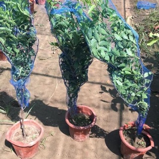 Hồng táo Tân cương