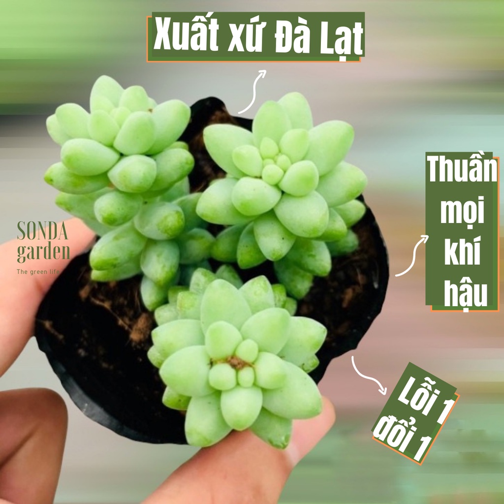 Sen đá chuỗi ngọc bi SONDA GARDEN size bé 5-8cm, xuất xứ Đà Lạt, khoẻ đẹp, lỗi 1 đổi 1