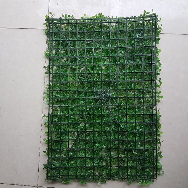 CỎ TAI CHUỘT GIÁ RẺ