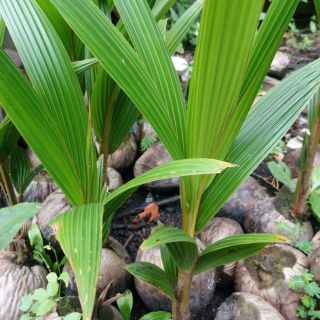 Dừa giống mã lai lùn