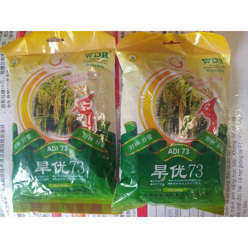 Giống lúa Lai Chịu Hạn ADI 73 giống lúa ngon cơm năng suất chất lượng cao