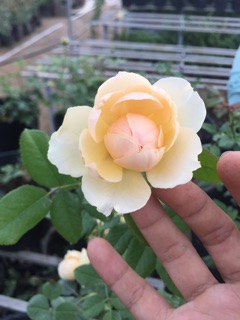 Hoa hồng nhật Masora