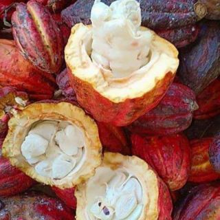 Bột ca cao nguyên chất