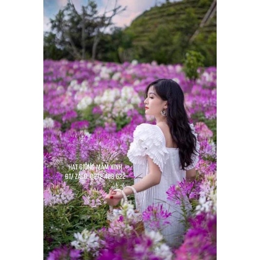 1200 Hạt giống hoa Tuý điệp ( Hồng ri)