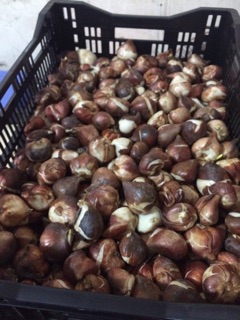 Combo 50 củ hoa Tulip đủ các màu