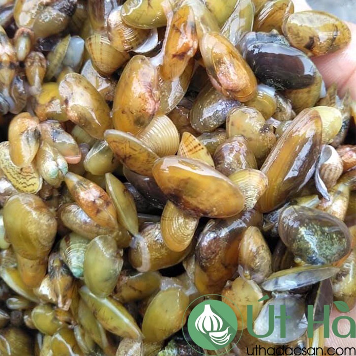 Don Tươi Quảng Ngãi 100% Tự Nhiên Không Lẫn Hến 0.5Kg Cái Don Và  2 Bịch Nước Cốt Đậm Đặc - Út Hà Đặc Sản