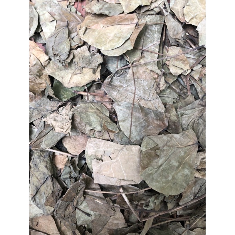 1kg Lá Vông Nem khô hàng loại 1 thơm ngon