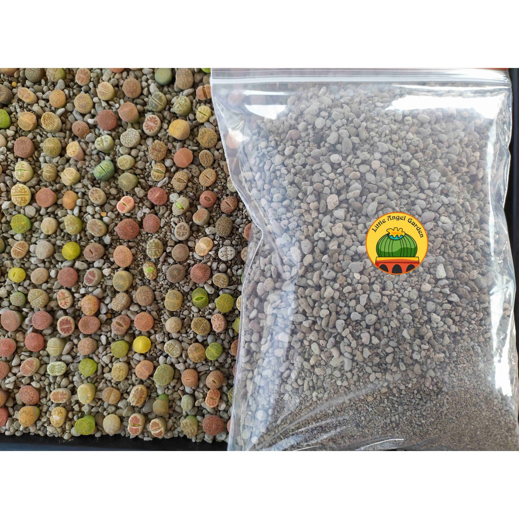 500g Giá thể sen mông, lithops, thạch lan | Thoát nước siêu tốt, ra rễ cực nhanh