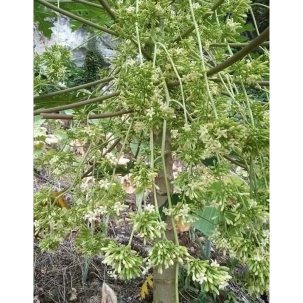 Hạt giống hoa đu đủ đực 30 hạt