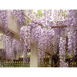 Hạt giống hoa tử đằng thân gỗ f1