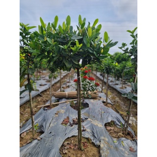 Mẫu đơn đỏ, cam thoát thân 0.6m .