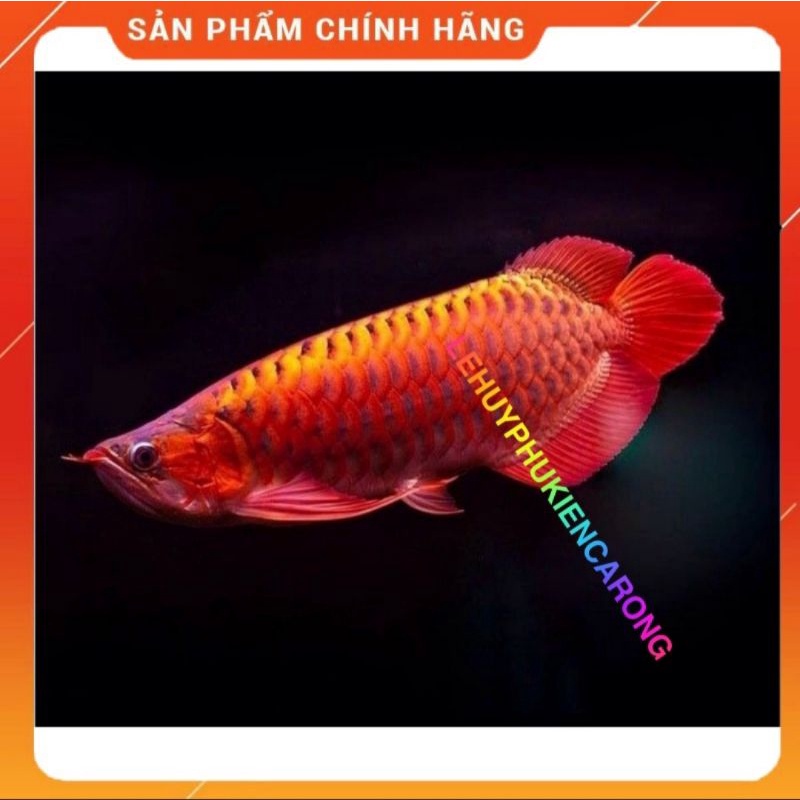 Đèn led cá rồng MAYIN Super Colour chuyên dụng cho huyết long và bối.