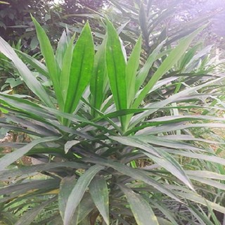 Combo 2 cây sâm cau giống