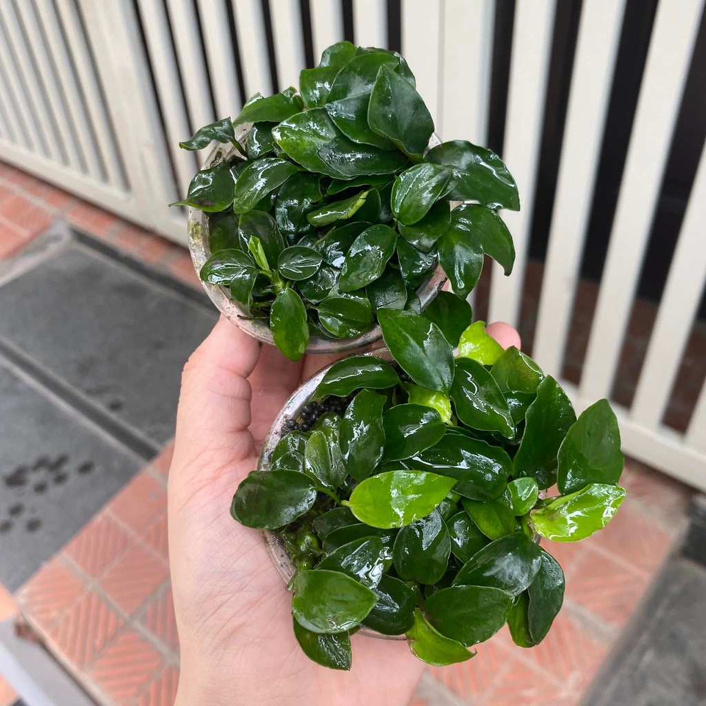 Ráy Nana Petite APC TQ - Cây Gắn Giá Thể