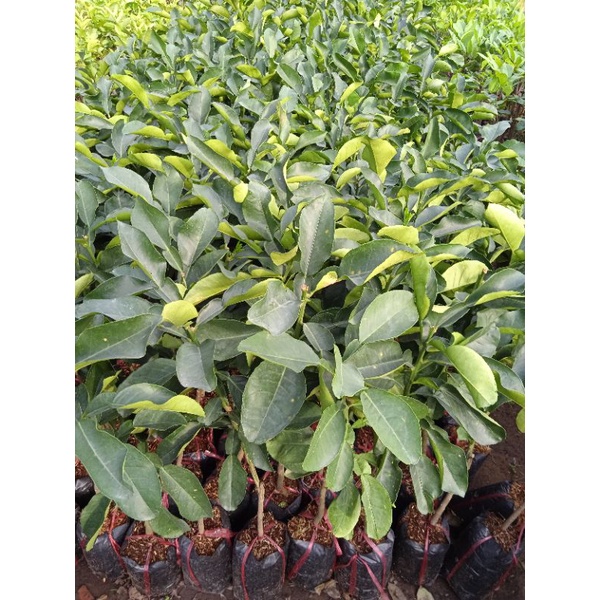 Cây bưởi da xanh