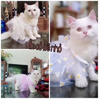 đầm váy công chúa mặc tết nhiều kiểu xinh xắn cho chó mèo ❤️ (ảnh thật và video) có size dưới 1kg