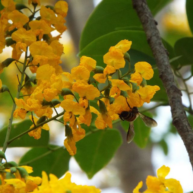 Cây giáng hương cao 70-200cm. cây đẹp.