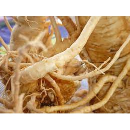 Bột củ đinh lăng