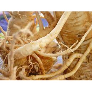 Bột củ đinh lăng