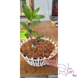 200g Rêu rừng Cao cấp  trồng Lan