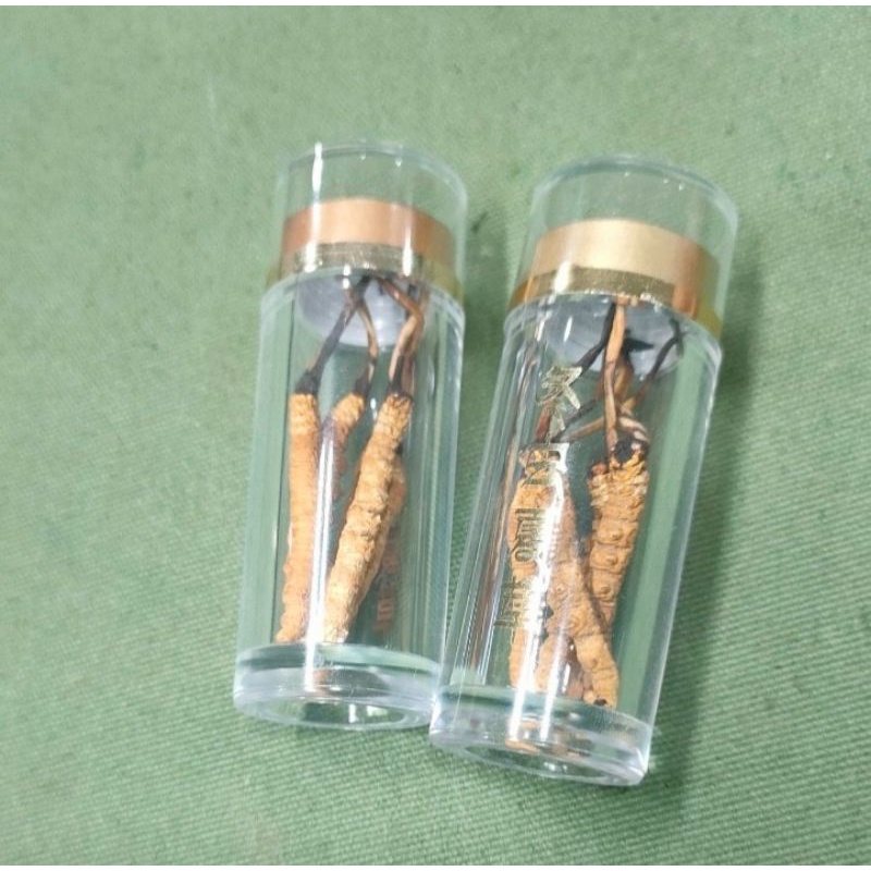 Đông trùng hạ thảo nguyên con Tây Tạng 3 con 1 gam