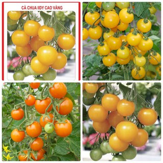 Hạt giống Cà Chua Bi Chùm Vàng_Cà chua Cherry chuỗi ngọc trái cây nhập nguyên gói Thái Lan