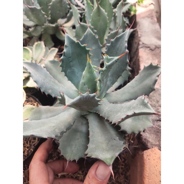 Agave xanh