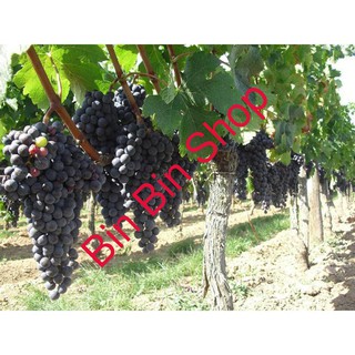 HẠT GIỐNG NHO PHÁP (10 HẠT )