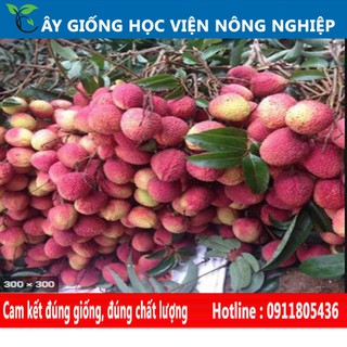 cây giống vải u hồng năng xuất cao