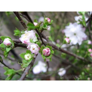 COMBO 3 BẦU CÂY GIỐNG NHẤT CHI MAI 981SP