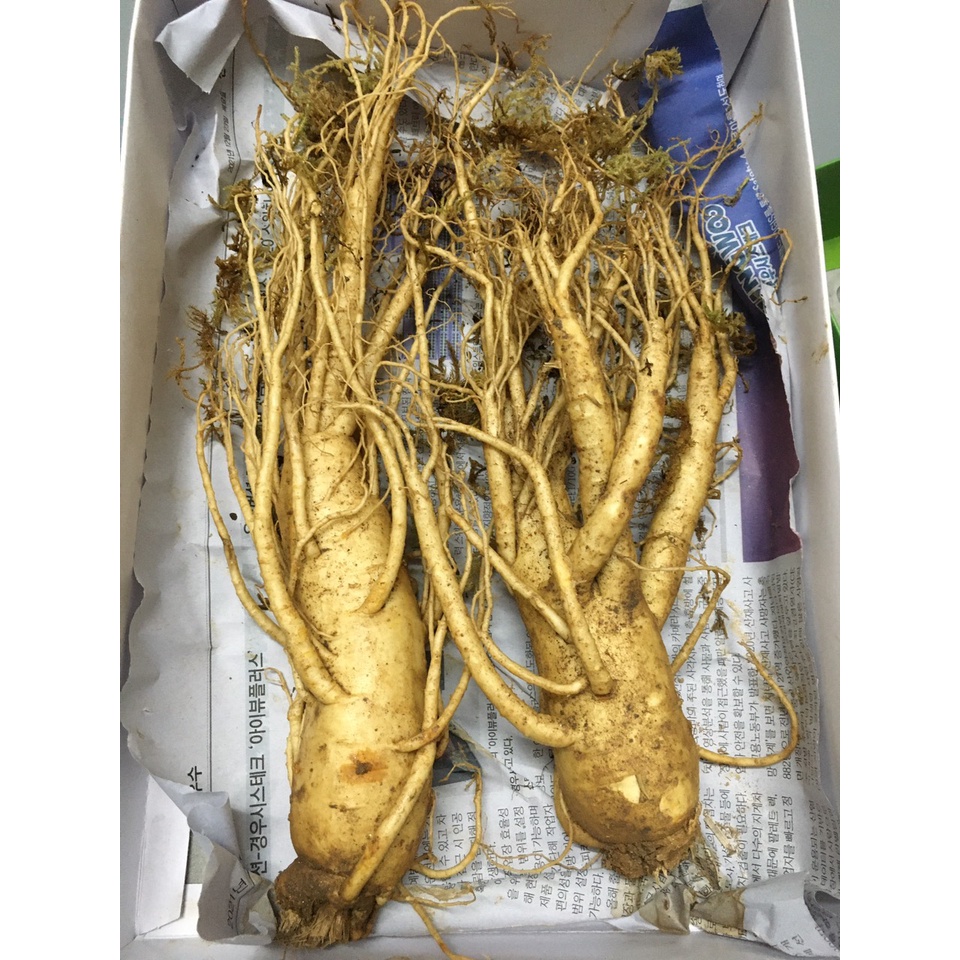 Nhân sâm tươi 800.000/1 củ size sâm 4 củ/kg Hàn Quốc