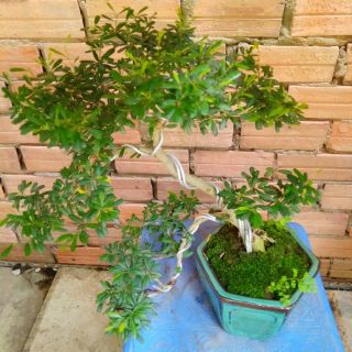 Linh Sam bonsai