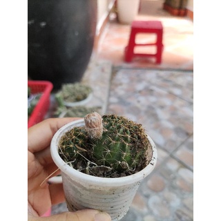 Xương rồng lobi