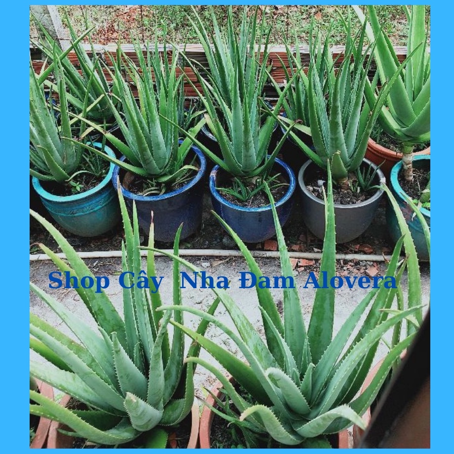 Bẹ Nha Đam - Lá Nha Đam  Nhà Tự Trồng