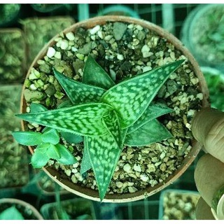 Combo 10 cây nha đam kiểng con
