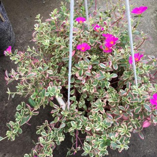 Cây mười giờ Cẩm thạch siêu hoa