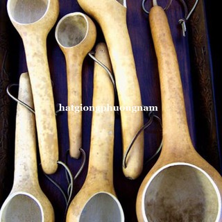 5 Hạt - Hạt Giống Bầu Gáo Dừa Phương Nam