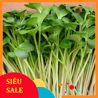 20g Hạt giống Rau mầm cải mầm lớn VIETPHAT