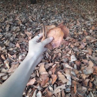 1kg thổ phục linh đỏ ( khúc khắc) giá tốt nhất