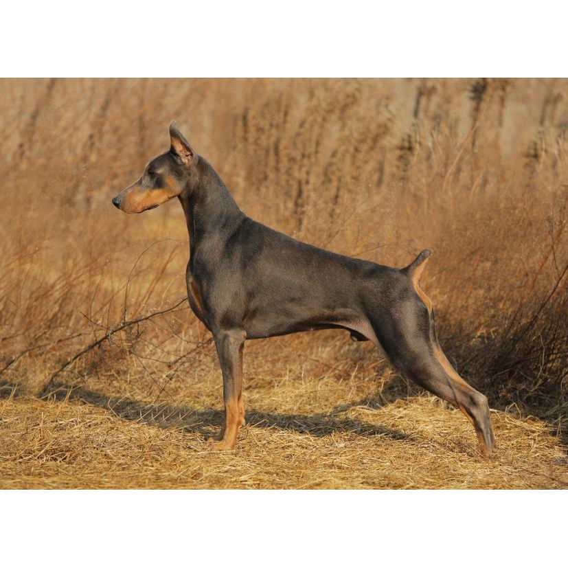 Doberma 30cm - Mô hình giấy